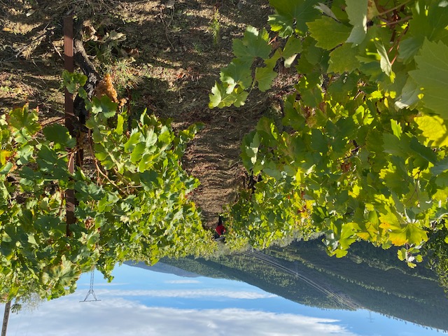 viñedo